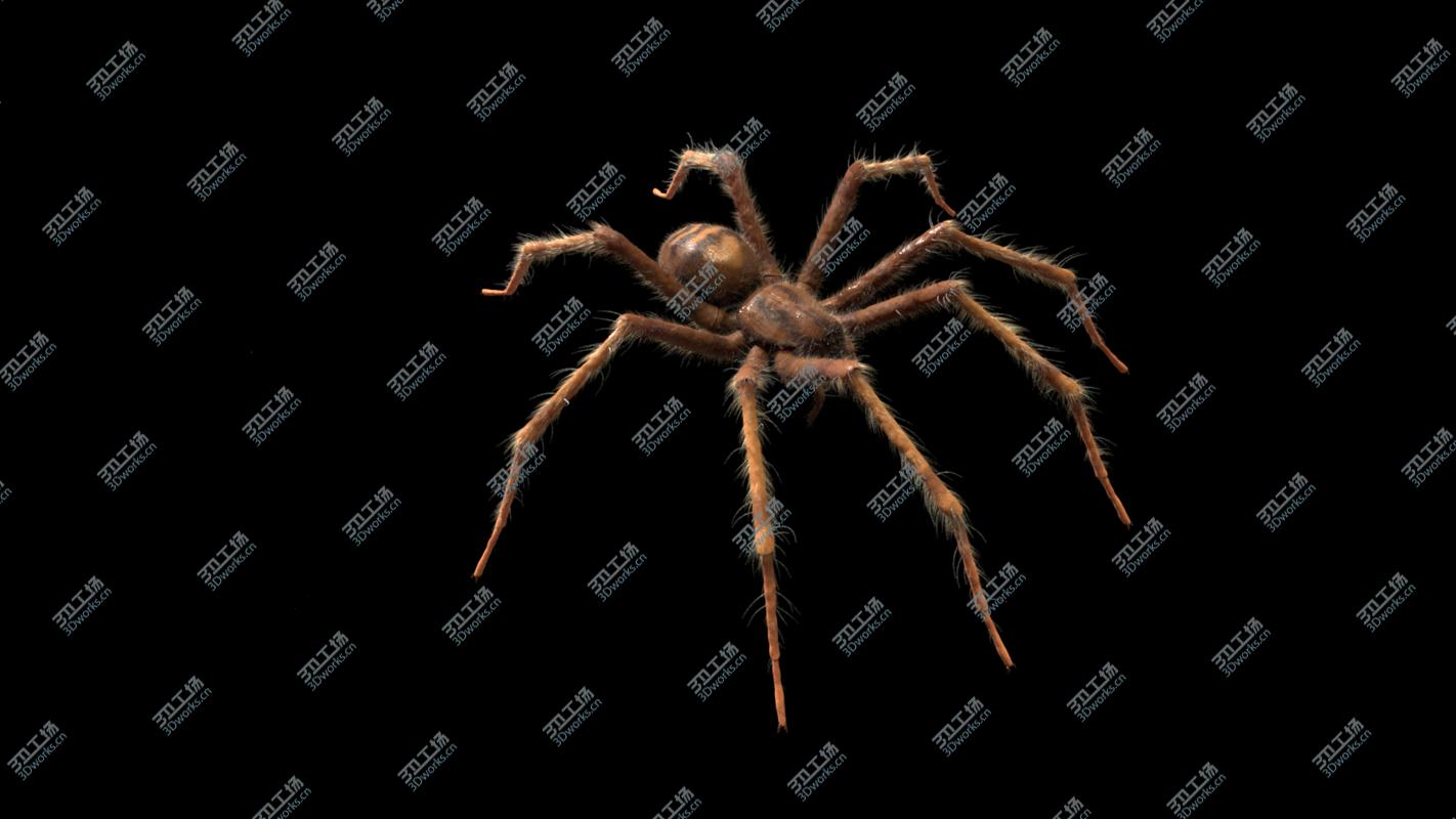 images/goods_img/202104023/Tegenaria Domestica 3D model/2.jpg